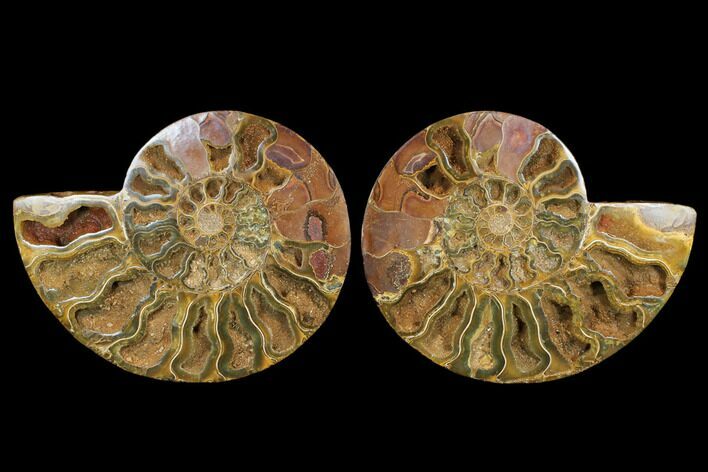 Crystal Filled, Cut & Polished Ammonite Fossil - Jurassic #183363